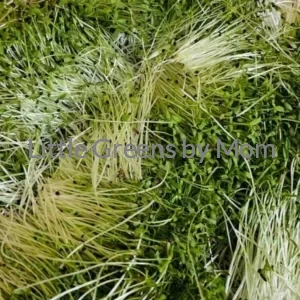 GREEN AMARANTHAS
