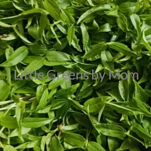 MOONG -GREEN GRAM