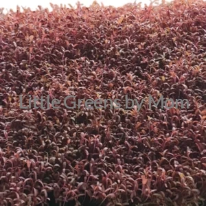 RED AMARANTHUS