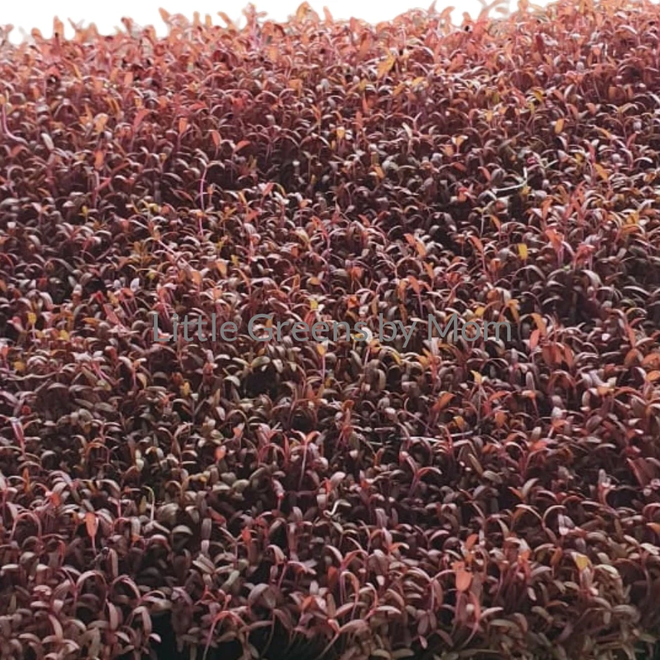 Red Amaranthus