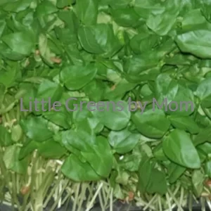 RED COW PEAS
