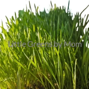WHEATGRASS