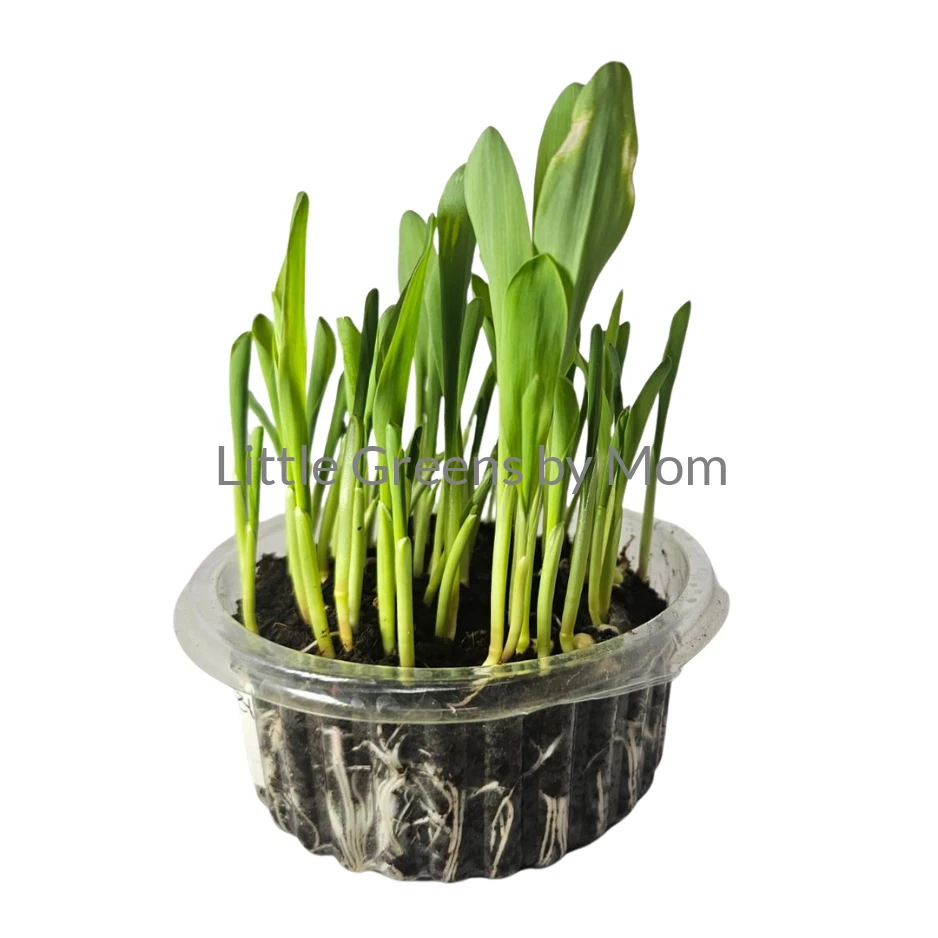 CORN SHOOT