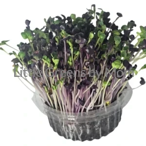 PURPLE PURE RADISH