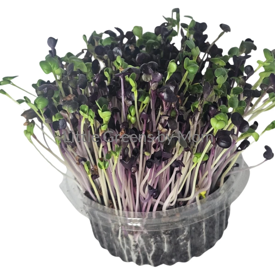 Radish Sango (95% Purple)