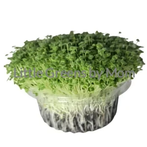 CHIA