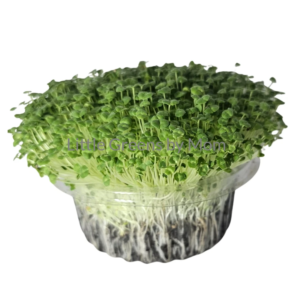 CHIA