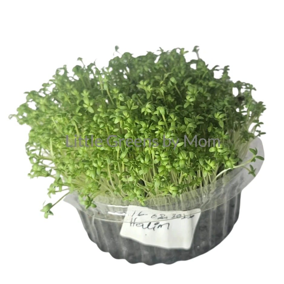Watercress